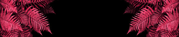 抽象的背景蕨类树叶上的黑色背景热带树叶洋红色图片下载