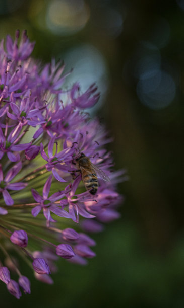 选择性聚焦拍摄一只蜜蜂啜饮紫色葱花的花蜜图片下载