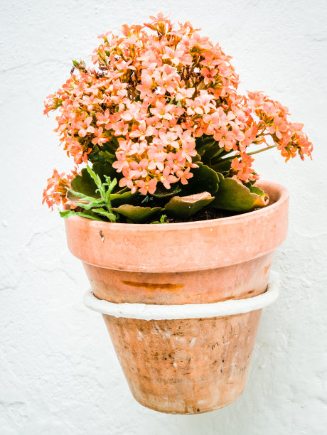 特写的花盆与花附着在白色的墙壁图片下载