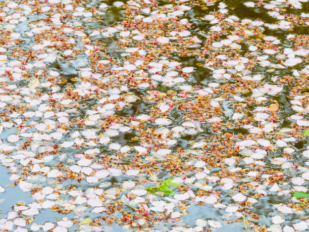 日本水面上樱花花瓣的美丽照片图片下载