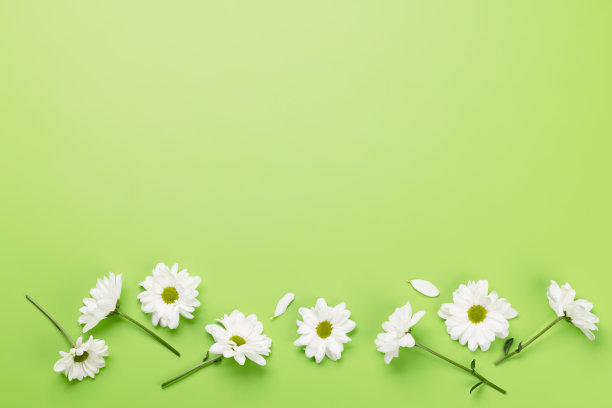 白雏菊花图片下载