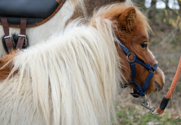 美丽的白色马鬃。图片下载