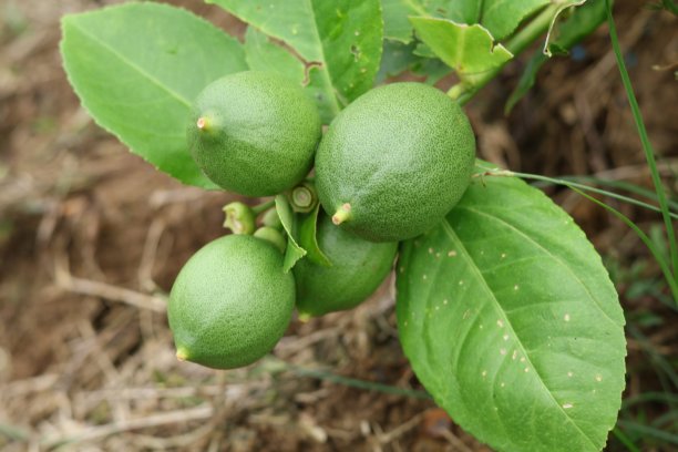 新鲜的佛手柑和树叶图片下载