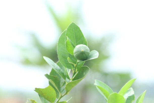 新鲜的佛手柑和树叶图片下载