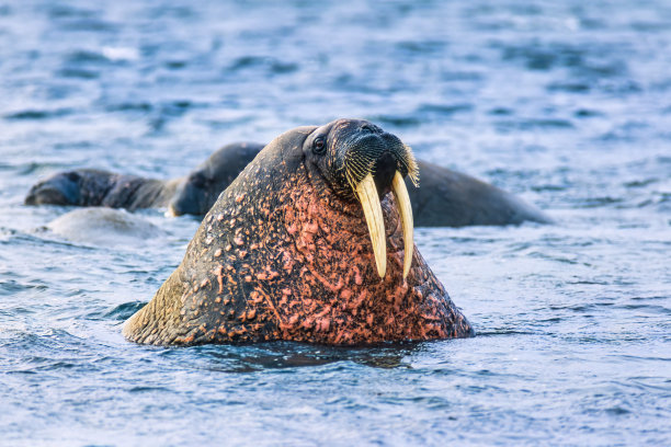 水中长着长牙的海象图片下载
