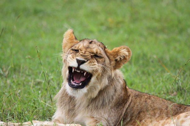 可爱的小狮子躺在绿色的草地上，看着镜头，准备打哈欠图片下载