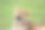 可爱的小狮子躺在绿色的草地上，看着镜头，准备打哈欠图片下载
