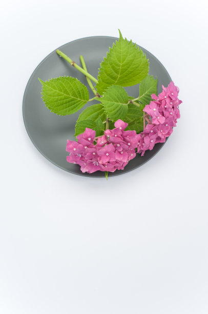 紫色的绣球花放在白色背景的盘子上图片下载