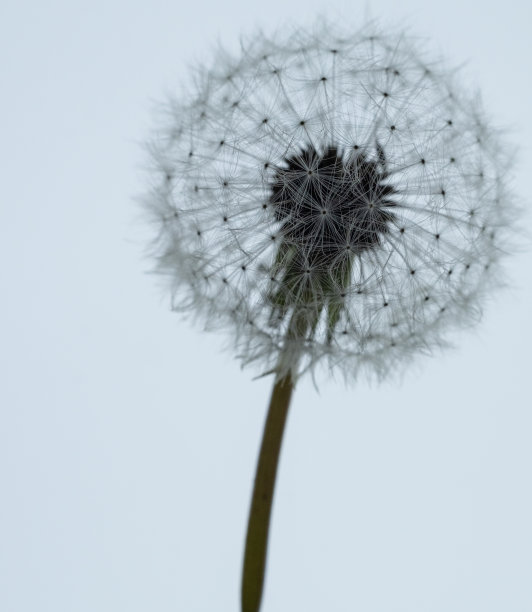 垂直拍摄蒲公英花在一个孤立的背景图片下载