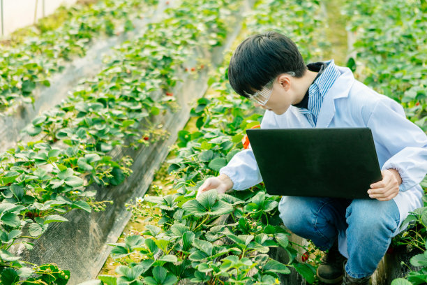 一位男性植物学家用笔记本电脑研究和检查草莓园的种植情况图片下载