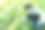 一位男性植物学家用笔记本电脑研究和检查草莓园的种植情况图片下载
