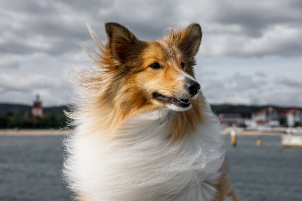 蓬松的喜乐蒂牧羊犬的毛皮在风中飘动，喜乐蒂犬肖像图片下载