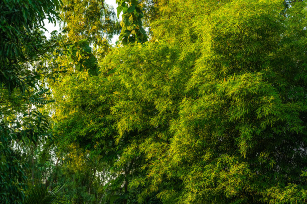 绿色的竹子在灌木丛中并肩站立，自然森林背景与复制空间。图片下载