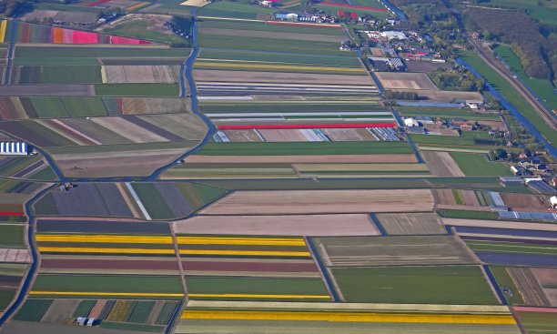 荷兰花田图片下载