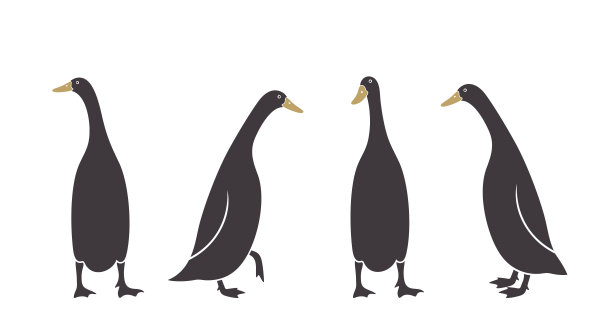 印度跑鸭标志。孤立的印第安跑鸭在白色背景。鸟图片下载