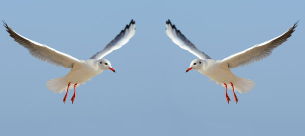 海鸥在蓝天的背景下。拼贴画。宽的照片。图片下载