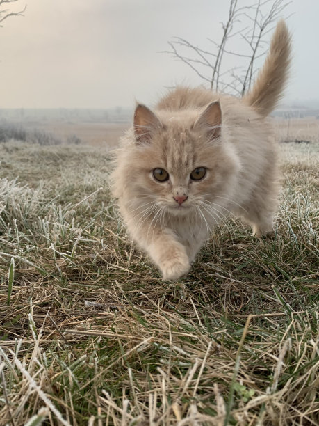 冬天，小猫在结霜的草地上奔跑图片下载
