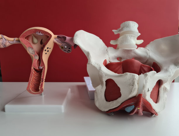 女性骨盆解剖。妇科子宫及骨盆骨图片下载