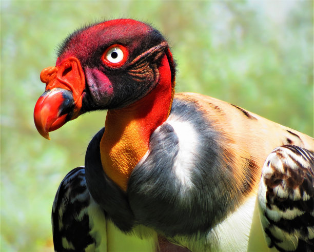 国王秃鹫- Zopilote rey (Sarcoramphus Papa)。图片下载