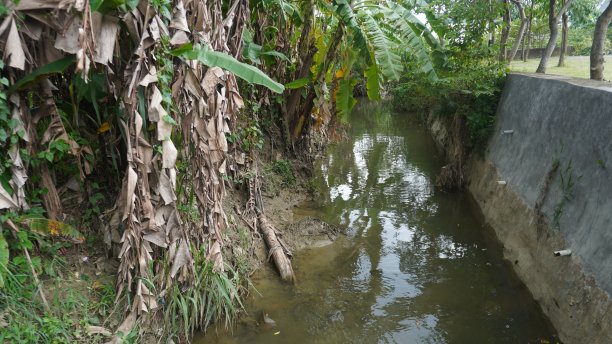 香蕉种植树叶和果实。亚洲热带水果图片下载