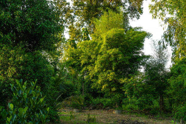 绿色的竹子在灌木丛中并肩站立，自然森林背景与复制空间。图片下载
