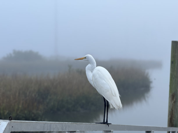 白鹭在一个雾蒙蒙的早晨图片下载