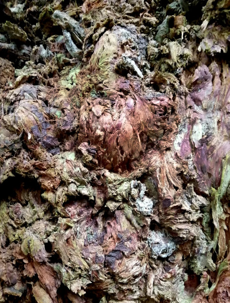 老树的纹理带有蜿蜒的裂缝和苔藓，装饰的木质覆盖，森林背景图片下载
