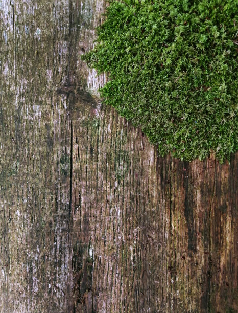 老树的纹理带有蜿蜒的裂缝和苔藓，装饰的木质覆盖，森林背景图片下载