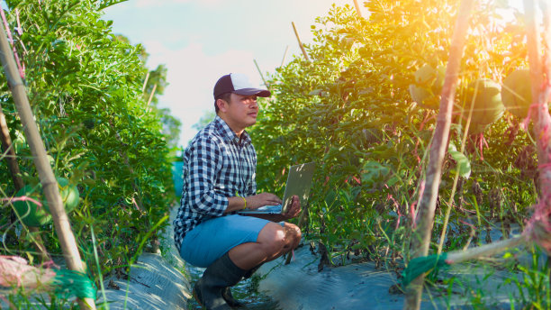 亚洲男子农民工作，用笔记本电脑检查西瓜农场的生长进度。图片下载