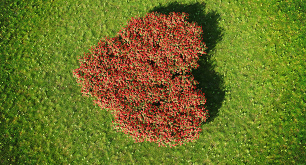 绿草地上的心形玫瑰园图片下载