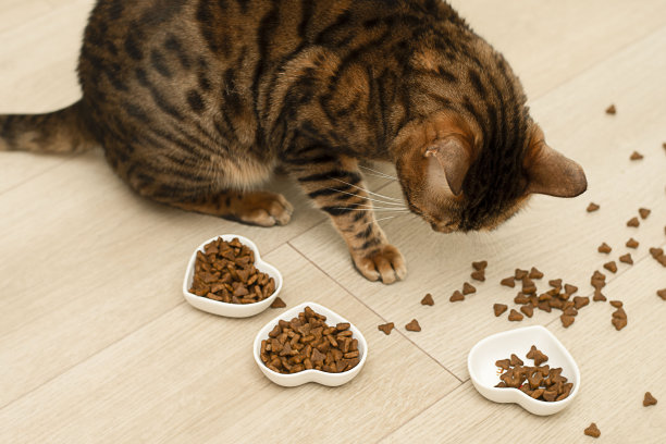 宠物：漂亮的红色孟加拉家猫从三个心形盘子里吃食物，情人节概念。图片下载