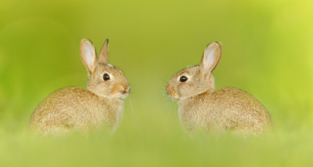两只可爱的小兔子坐在草地上图片下载