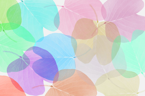 色彩缤纷的叶子图案，渐变的颜色秋叶孤立在白色的背景上图片下载