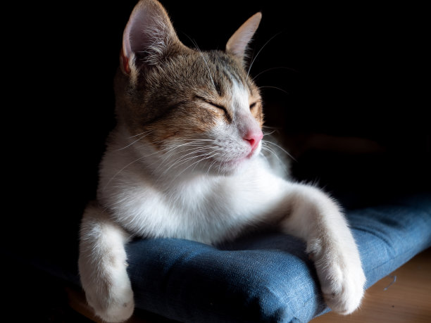 白褐色的猫在睡觉图片下载