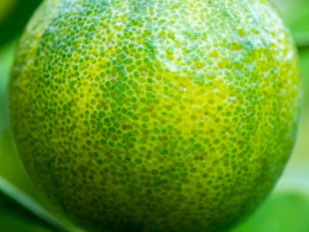 树上的金桔快熟了图片下载