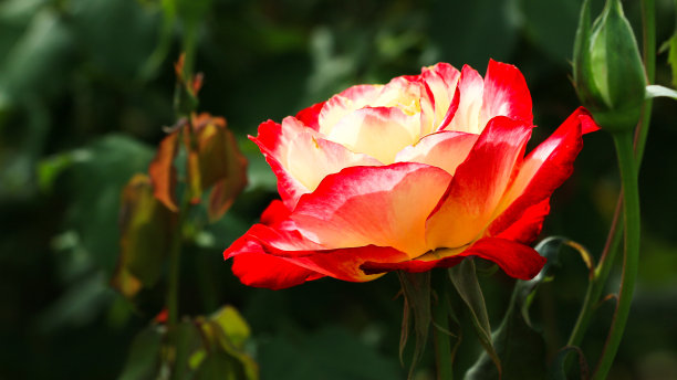 玫瑰花图片下载