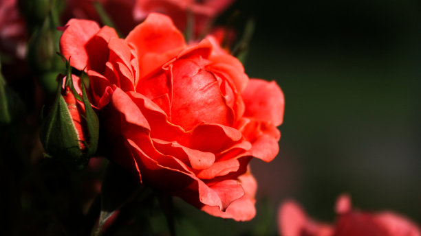 玫瑰花图片下载