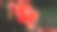 玫瑰花图片下载