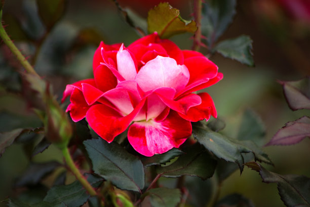 玫瑰花图片下载