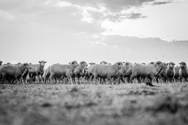 田野里有一群羊图片下载