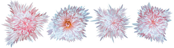 设置粉红色菊花花在白色孤立的背景与修剪路径。特写镜头。大自然。图片下载