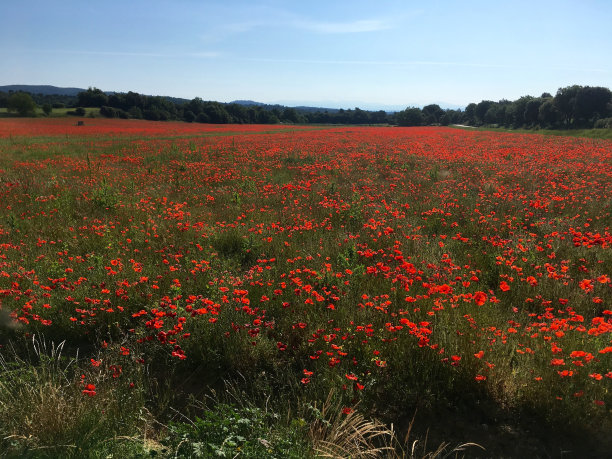 罂粟花图片下载