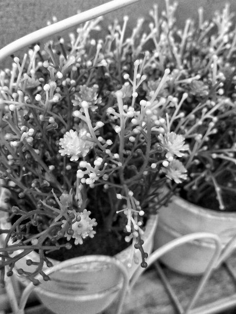 黑白塑料复古草花植物室内拍摄图片下载