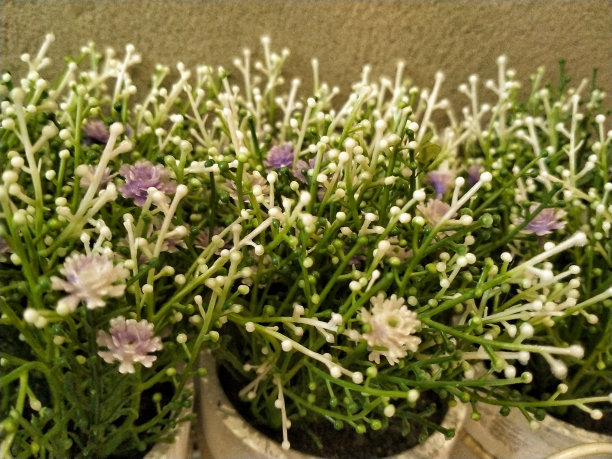 塑料复古草花植物室内拍摄图片下载