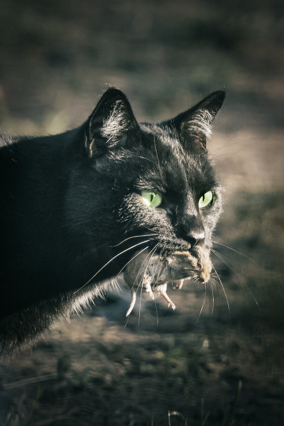 黑猫嘴里叼着一只老鼠图片下载