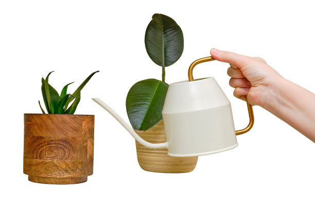 一个女人站在家里客厅里，用一个洒水罐给家里的植物浇水，白色的背景孤立着她图片下载