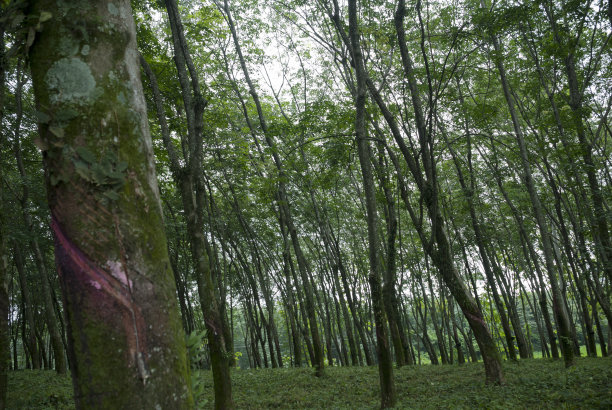 提取汁液制成橡胶，热带橡胶园。图片下载