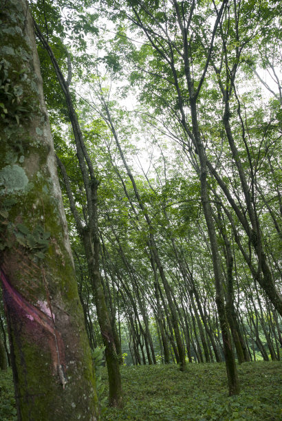 提取汁液制成橡胶，热带橡胶园。图片下载