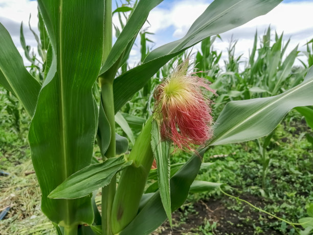 田地里成熟的玉米图片下载