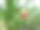 田里成熟的玉米。玉米:有壳的植物上的玉米植株上有红色粗块儿的玉米。图片下载